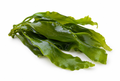 Kelp
